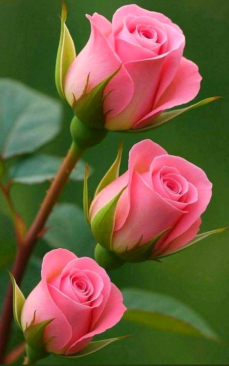 Beautiful Nature image