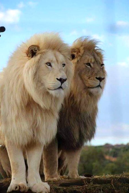Two awesome lions in one frame