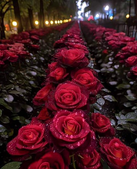 Beautiful Nature image