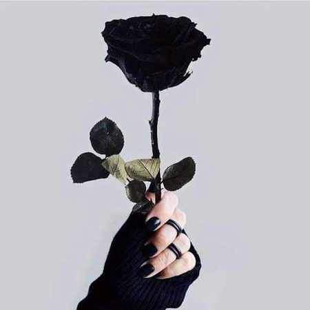 Nicee black rose🕳