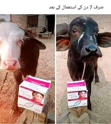 Memes & Satire image