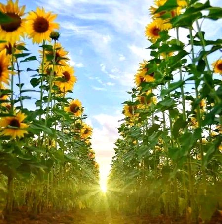 Beautiful Nature image