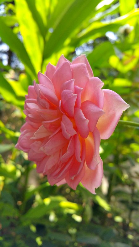 Beautiful Nature image