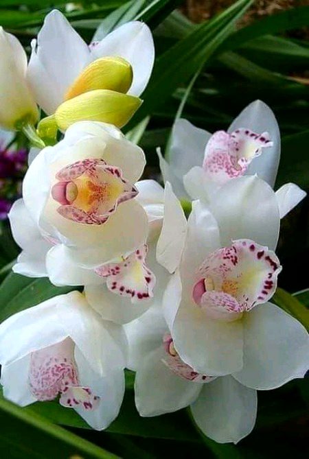 Lovely orchid