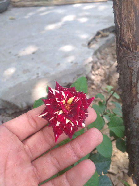 کبھی پتھر کی ٹھوکر سے بھی آتی نہیں خراشیں 👉🏽
اور کبھی ایک زراسی بات سے انسان بکھر جاتے ہیں 🙄
ZaRRaaR💔🥀