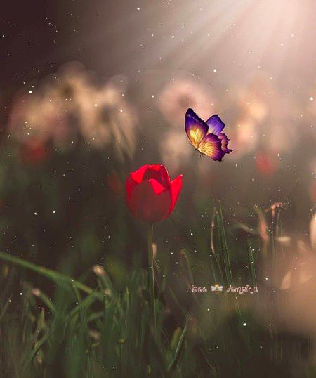 اگر آپ خوش رہنا چاہتے ہیں تو لوگوں کے ساتھ توقعات والا باب ہمیشہ کیلئے بند کر دیں۔
     *. 🌼🖤🕊️*