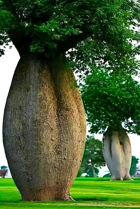 Unique tree