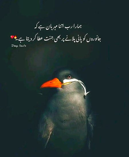 Islamic Quotes image