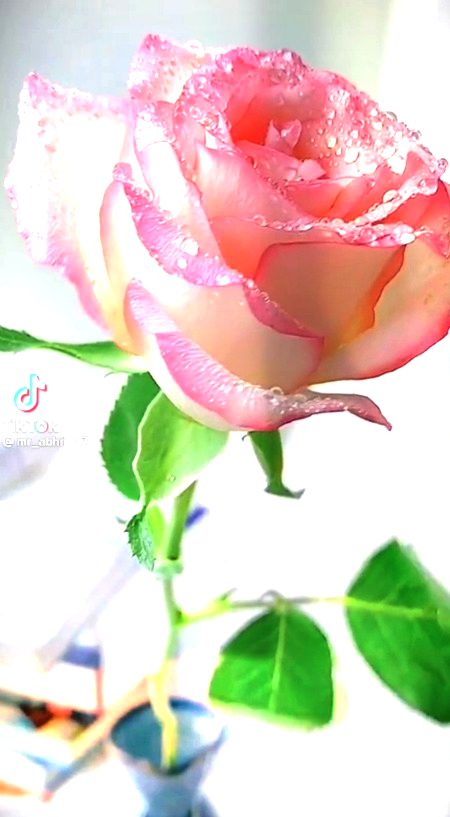 Ghalt intikhab chehry ki ronaq cheen keta h🖤🥀💔