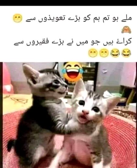 Memes & Satire image