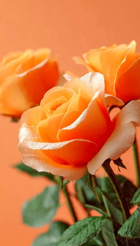 Beautiful Nature image