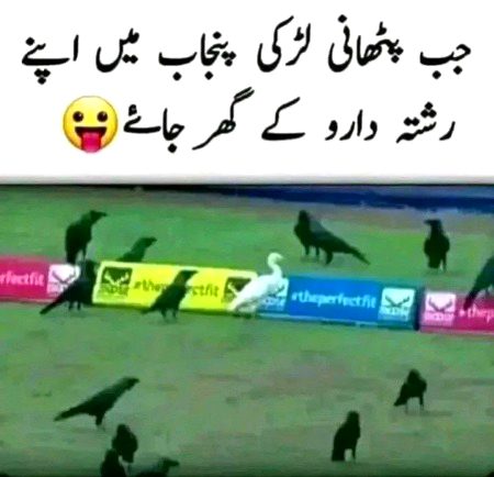 Memes & Satire image