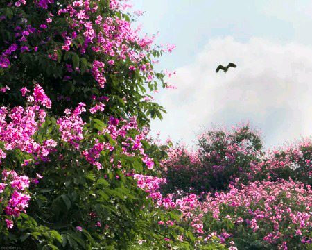 Beautiful Nature image