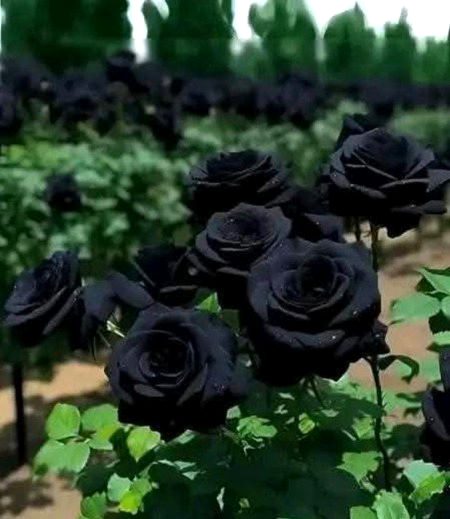 Beautiful Nature image