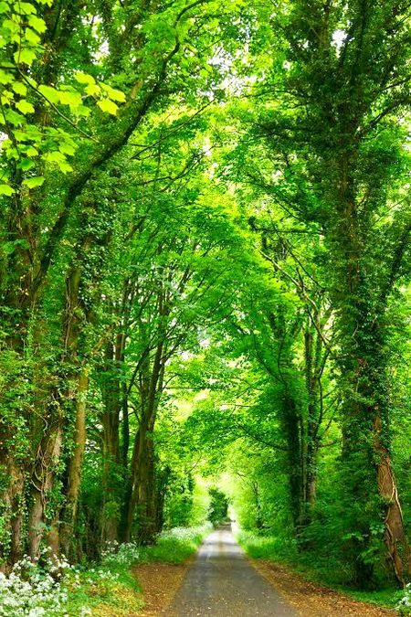 Beautiful Nature image