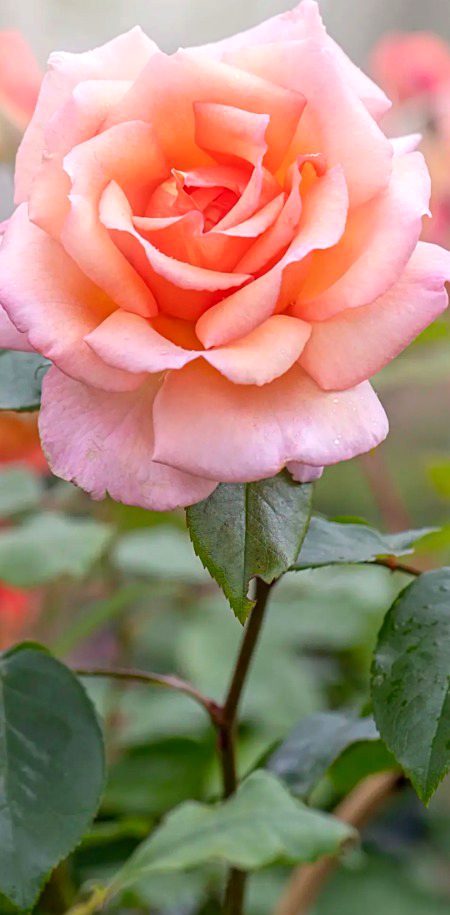 Beautiful Nature image