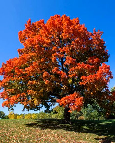 Beautiful Nature image