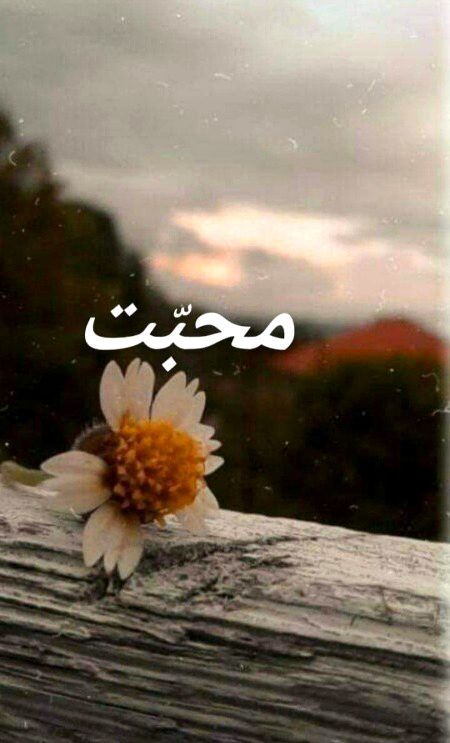 ...تمہارے سامنے رکھی ھیں میں نے راہیں دو
سو ایک چن لو، محبت کی، یا محبت کی
🌹