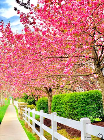 Beautiful Nature image