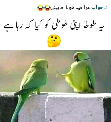 jawab zaror deana sub