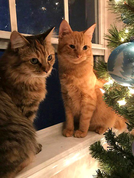 Beautiful Nature image