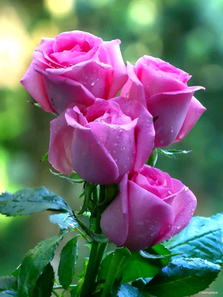 🌷🌹For you 🤭🌹🌹🌷🌷