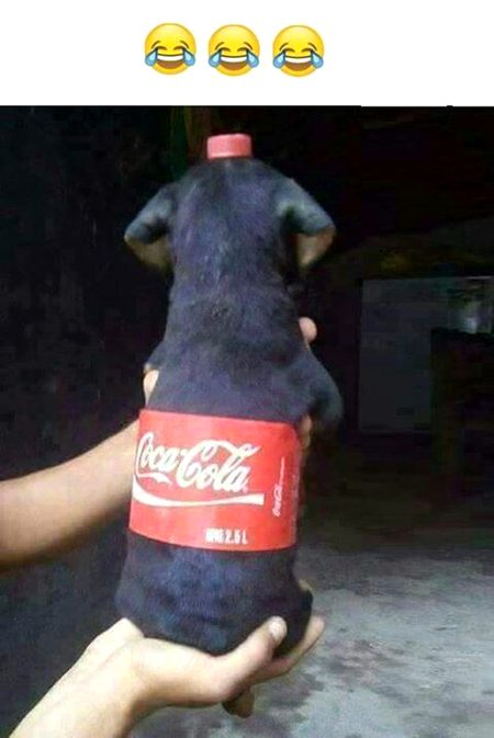 Ajao Cock Pey😍