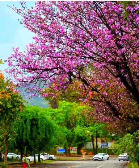 Beautiful Nature image