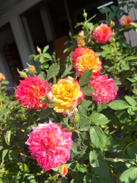 Beautiful Nature image