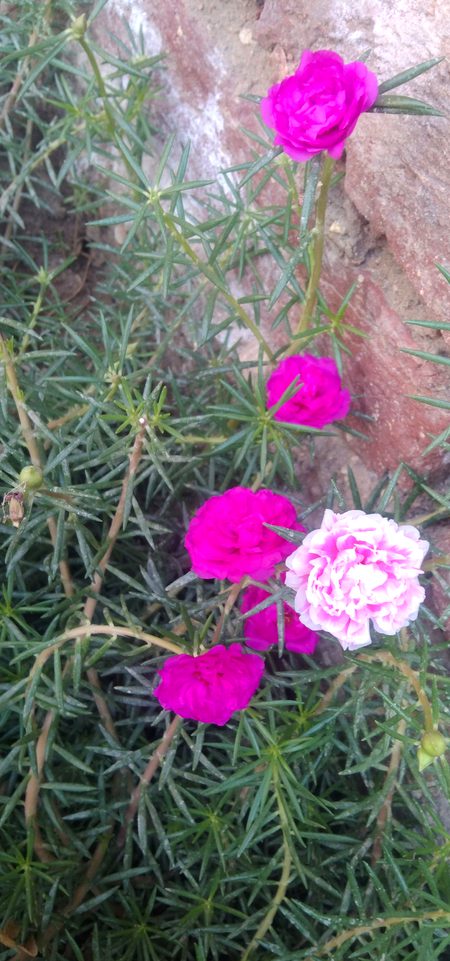 Beautiful Nature image