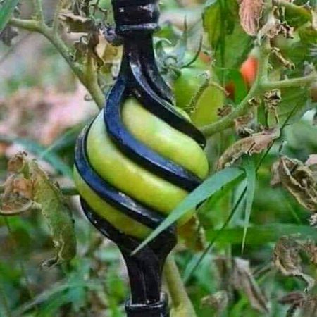 وہ اپنی شکل کی خوبصورتی سے لالچ میں تھا، اس لیے وہ بالغ ہونے سے پہلے ہی اندر داخل ہو گیا۔
 جب وہ بالغ ہوا تو اسے قید کر دیا گیا۔
 اسے باہر نکالنا ناممکن ہو گیا جب تک کہ یہ سوکھ نہ جائے یا کاٹا جائے۔
 تو 
 اپنے آپ کو ایسی جگہوں میں شامل نہ کریں جہاں کی خوبصورتی آپ کو ہلاک کر سکتی ہے اور آپ ان سے کبھی باہر نہیں نکل پائیں گے۔ 
ہوشیار رہیں کہ شکل وصورت یا لہجے کے دھوکے میں نہ آئیں.