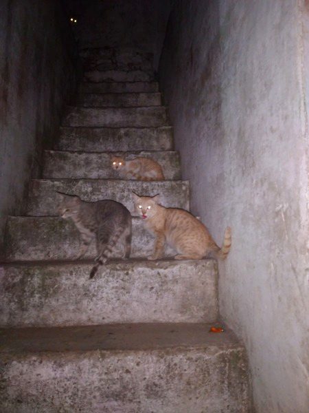 Is pic me ktni billiya hy???
 ZaRRaaR💔🥀