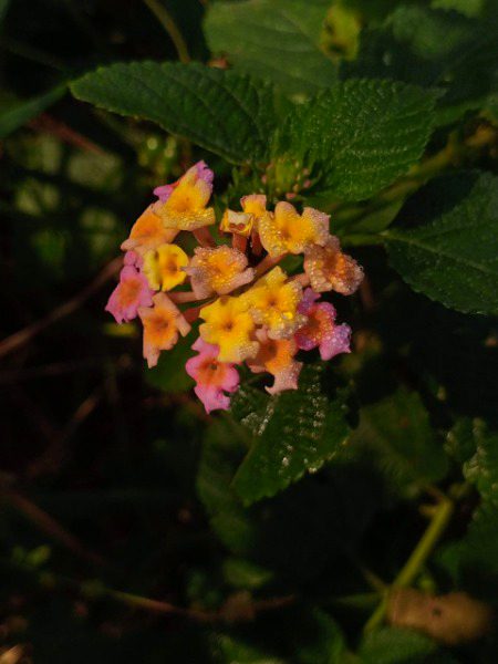 Beautiful Nature image