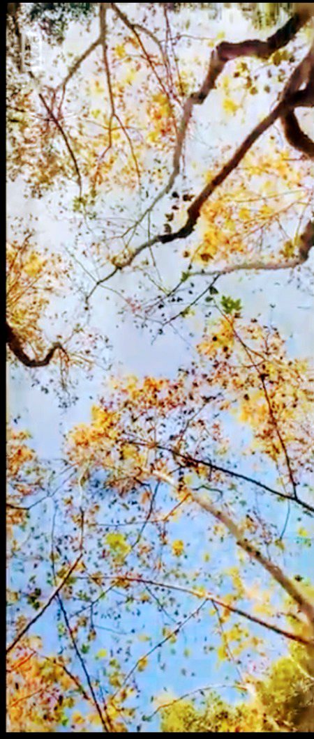Beautiful Nature