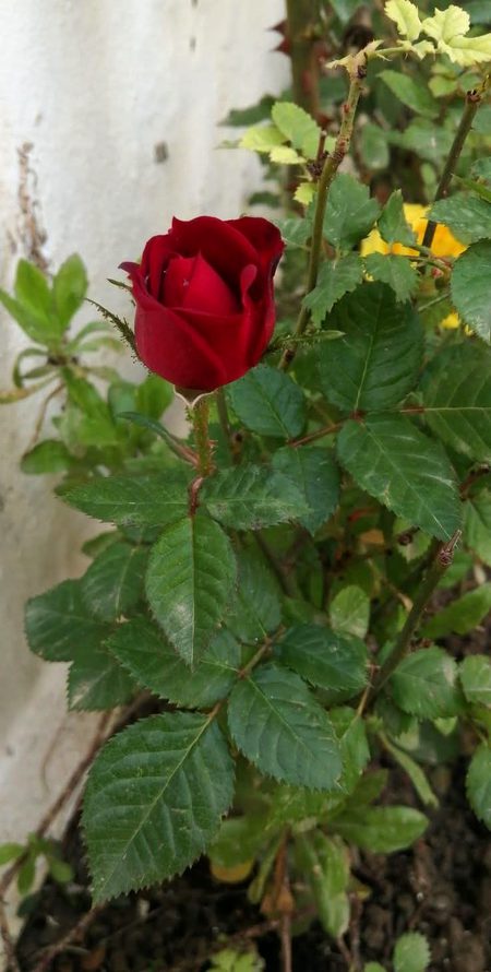 Beautiful Nature image