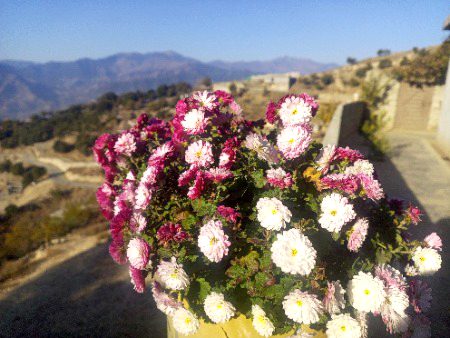خزاں کے موسم کے آخری پھول۔۔۔ ان کی طرح ہماری زندگی کا سورج بھی ایک دن ڈھل جائے گی۔۔