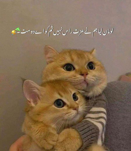 Memes & Satire image