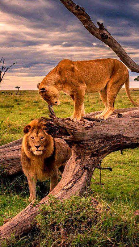 BEAUTIFUL NATURE