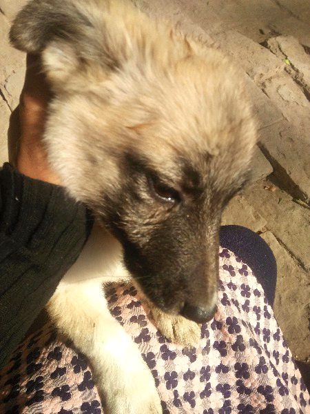 Mra cute dogi😃😃