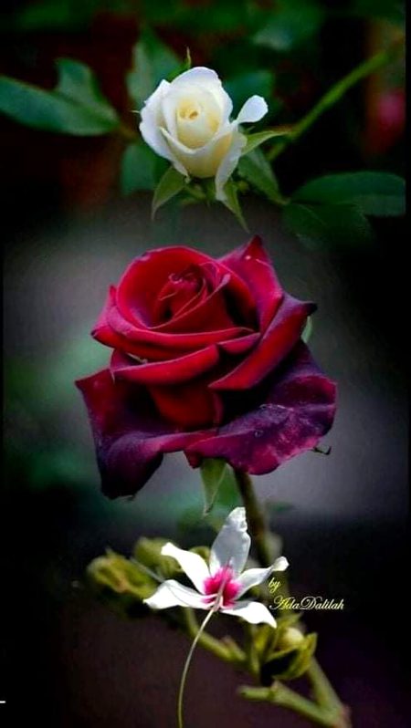 Beautiful Nature image