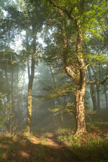 Beautiful Nature image