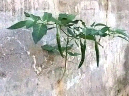 مرچیں بعض اوقات وہاں بھی لگ سکتی ہیں جہاں ان کے لگنے کی جگہ بھی نہیں ھوتی