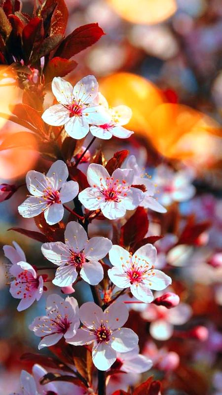 Beautiful Nature image