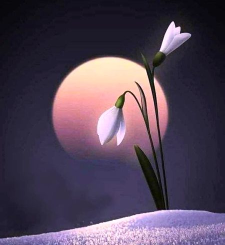 Beautiful Nature image