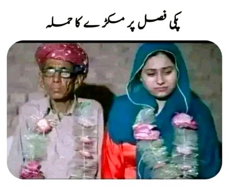 Memes & Satire image