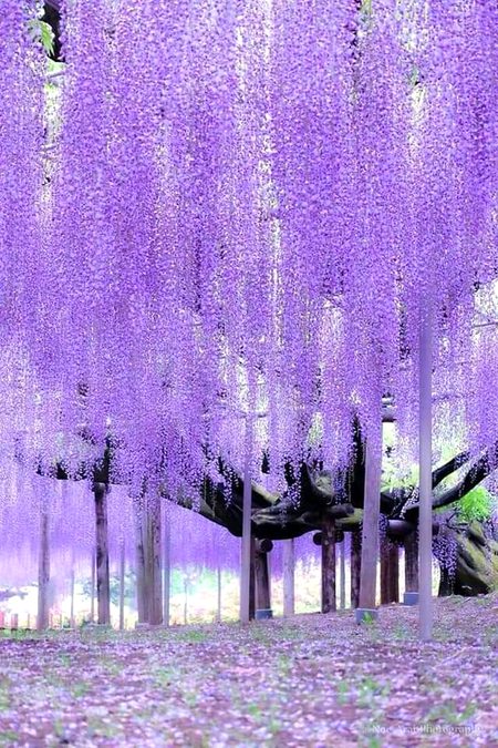 Beautiful Nature image