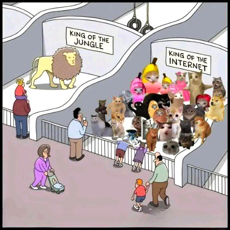 Lion: ‘I am feared by all.’
Internet cats: ‘meow, meow.’ — whole world collapses. 🥹🐾