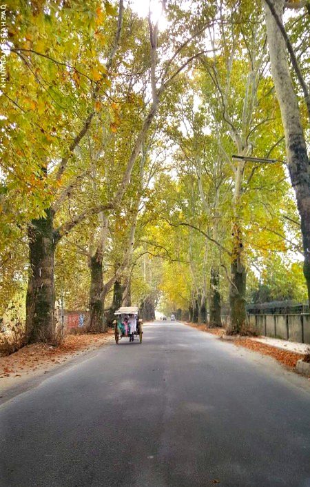 🍁Chinar🍁 Road... Abbottabad.