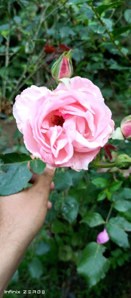 A flower on the front of my home...m5