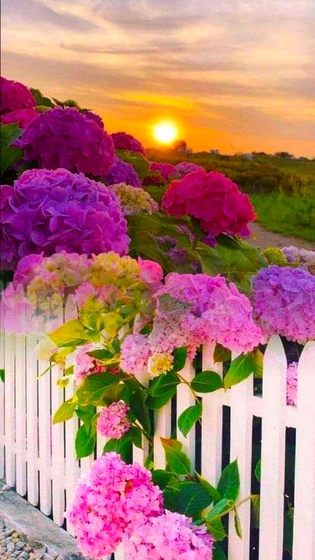 Beautiful Nature image